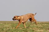 RODESIAN RIDGEBACK 146